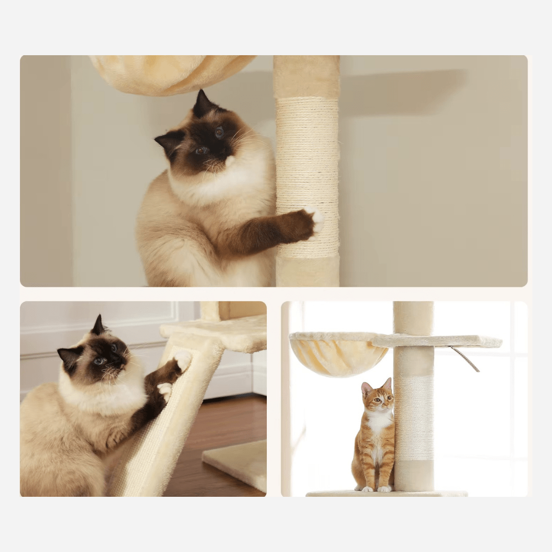 Arbre à chat Maine Coon Plafond | Mon Chat Perché